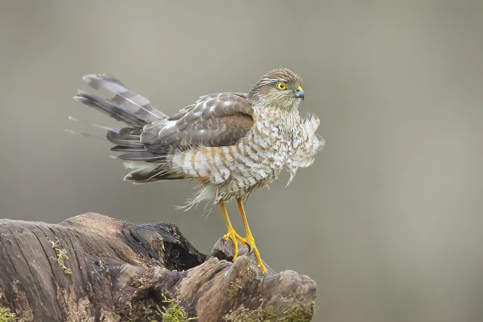 Framed Print : Sparrowhawk (Accipiter nisus) male