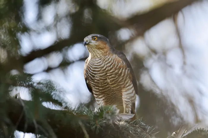 Framed Print : Sparrowhawk (Accipiter nisus), male with prey