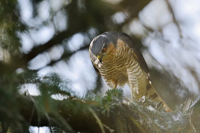 Framed Print : Sparrowhawk (Accipiter nisus), male with prey