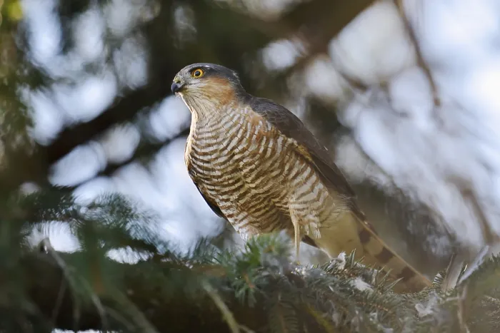 Framed Print : Sparrowhawk (Accipiter nisus), male with prey Framed Print : Sparrowhawk (Accipiter nisus), male with prey