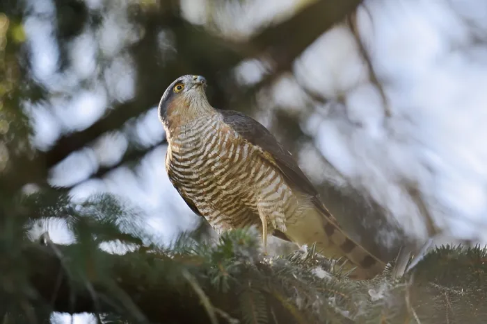 Framed Print : Sparrowhawk (Accipiter nisus), male with prey