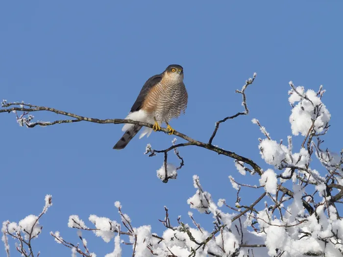 Framed Print : Sparrowhawk (Accipiter nisus), tercel