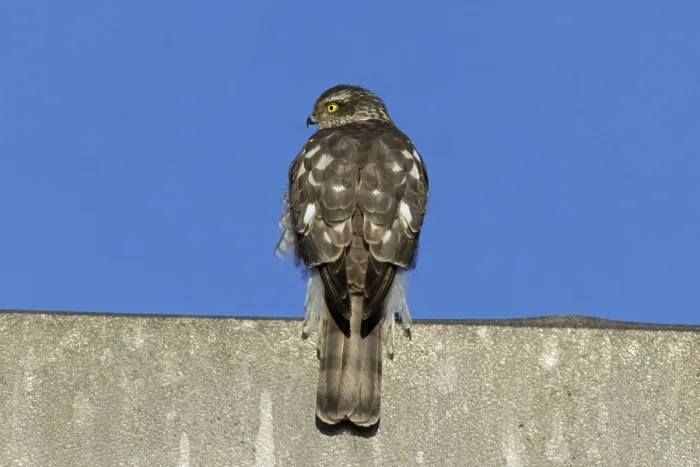 Framed Print : Sparrowhawk sitting on concrete wall looking from behind left in front of blue sky Framed Print : Sparrowhawk sitting on concrete wall looking from behind left in front of blue sky