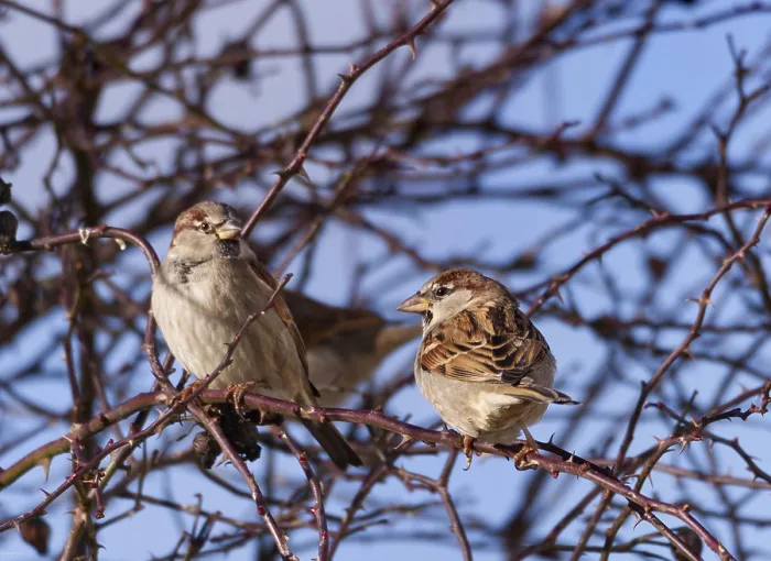 Framed Print : Two sparrows (Passer domesticus) in the thorny undergrowth