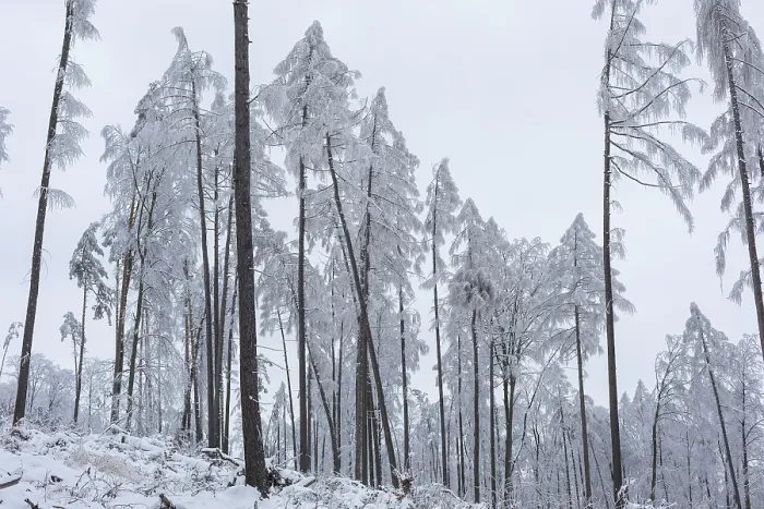 Framed Print : Very sparse forest due to tree dieback Framed Print : Very sparse forest due to tree dieback