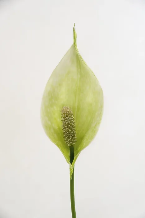 Framed Print : Spathiphyllum flower, close-up on a light background