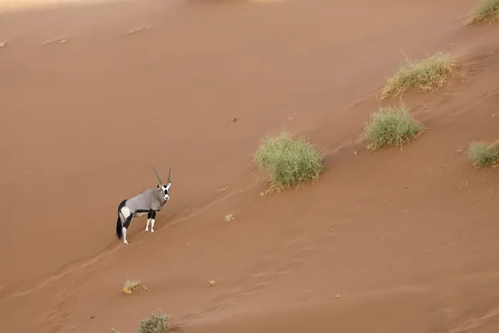 Framed Print : Spebuck in Sossusvlei, Oryx gazella