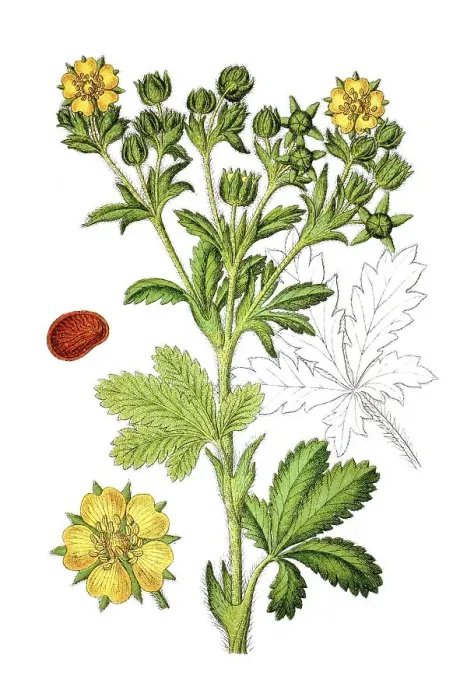 Framed Print : Species of cinquefoil (Potentilla dubia pilosa)