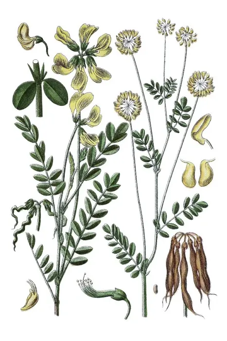 Framed Print : Species of Coronilla (Coronilla comosa) on the left