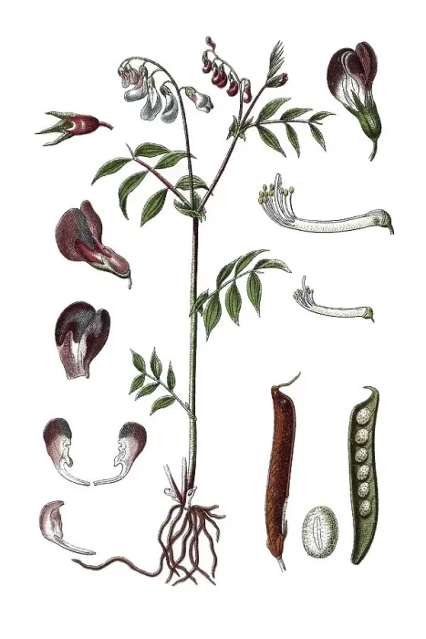 Framed Print : Species of Pea (Pisum vernum), medicinal plant