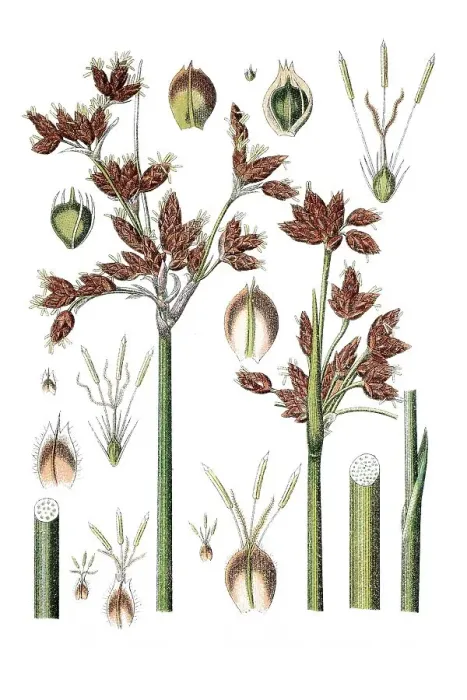 Framed Print : Species of sedge (Cyperus lacustris) Framed Print : Species of sedge (Cyperus lacustris)