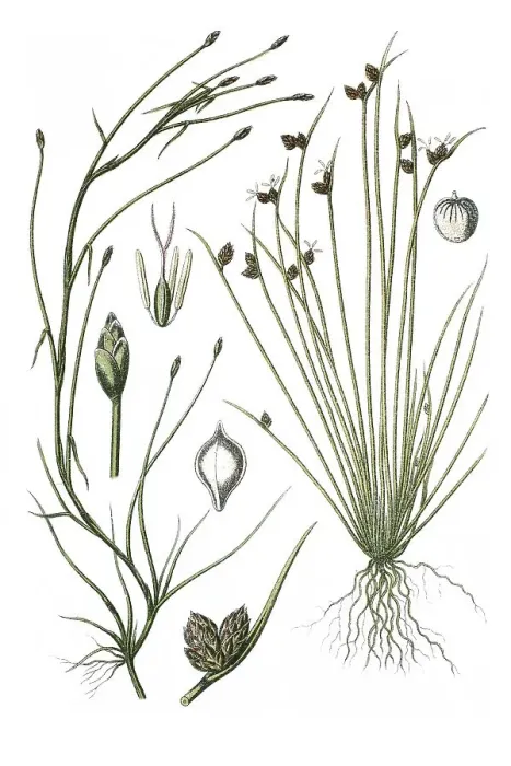 Framed Print : Two species of sedges, Cyperus fluitans (Cyperus fluitans) on the left