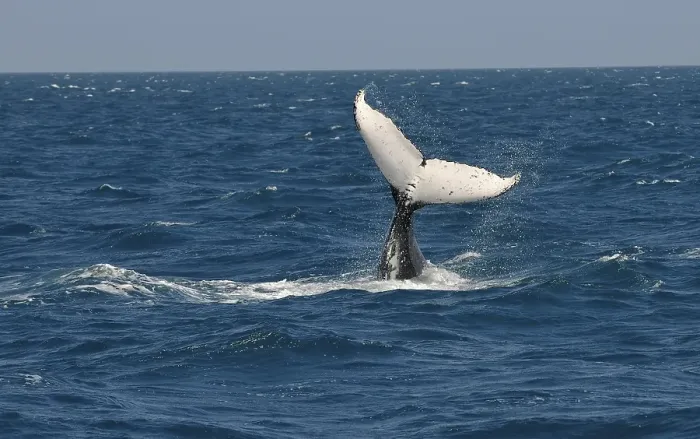 Framed Print : Species-specific tail slap, slap of the tail fin