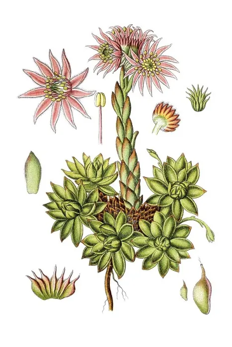 Framed Print : Species of stonecrop (Sedum montanum)