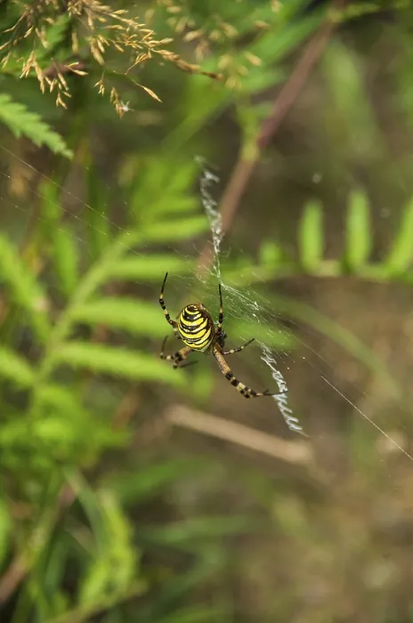 Framed Print : Specimen of the wasp spider, Argiope brunnichi Framed Print : Specimen of the wasp spider, Argiope brunnichi