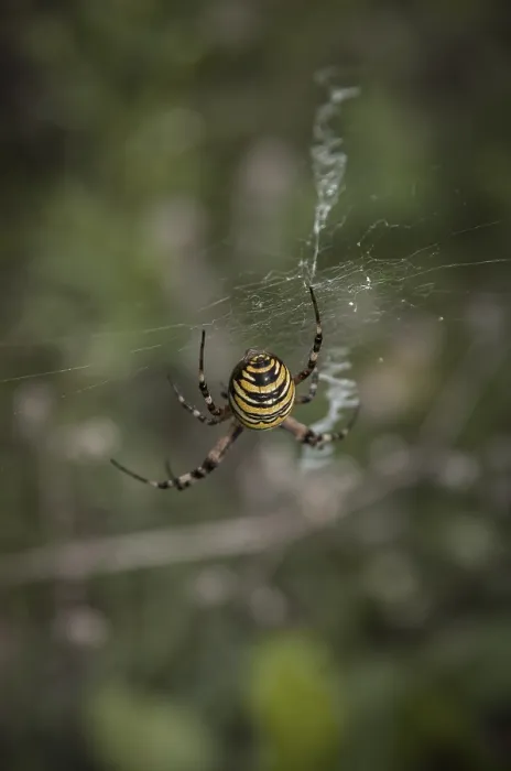 Framed Print : Specimen of the wasp spider, Argiope brunnichi