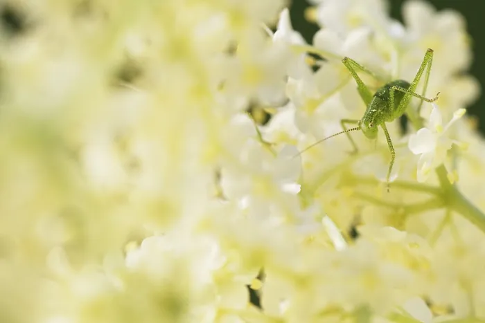 Framed Print : Speckled bush-cricket (Leptophyes punctatissima)