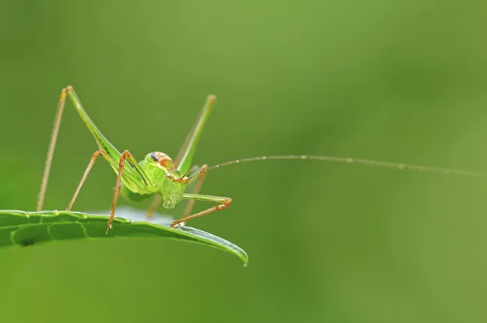 Framed Print : Speckled bush-cricket (Leptophyes punctatissima)