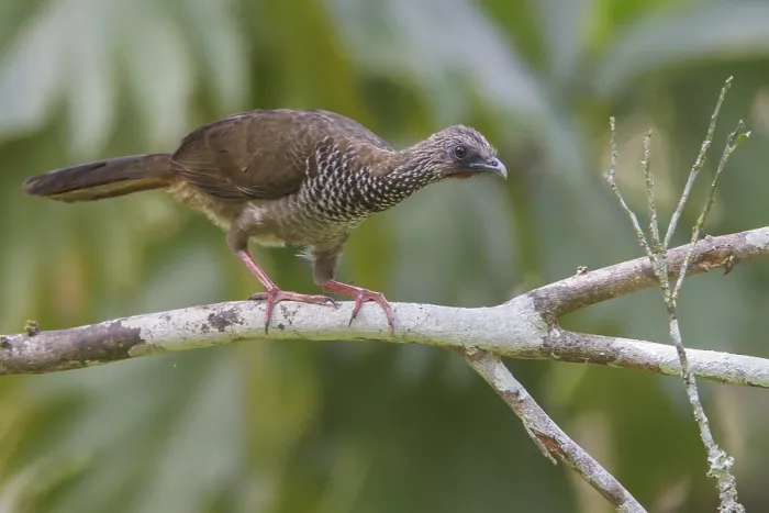 Framed Print : Speckled Chachalaca (Ortalis guttata) perched on a branch in Manu National Park