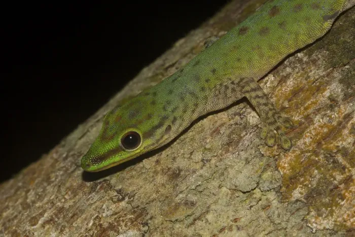 Framed Print : Speckled day gecko (Phelsuma guttata) on tree trunk