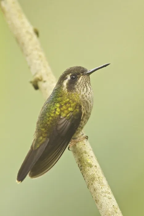 Framed Print : Speckled Hummingbird (Adelomyia melanogenys)