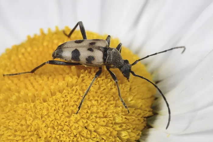 Framed Print : Speckled longhorn beetle (Pachytodes cerambyciformis) adult