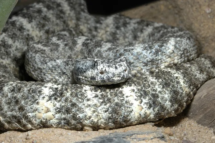 Framed Print : Speckled rattlesnake (Crotalus mitchelii pyrrhus)