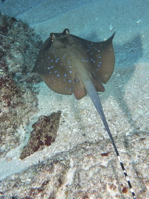 Framed Print : A speckled ray, blue-spotted ray (Neotrygon kuhlii) Framed Print : A speckled ray, blue-spotted ray (Neotrygon kuhlii)