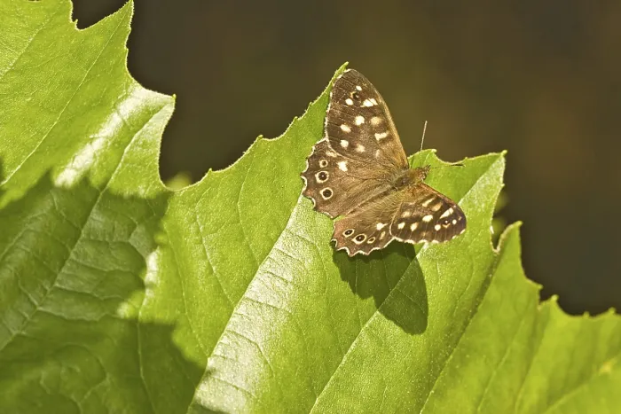 Framed Print : Speckled Wood (Pararge Aegeria) Butterfly
