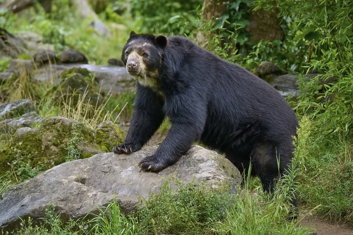 Framed Print : Spectacled bear (Tremarctos ornatus) Framed Print : Spectacled bear (Tremarctos ornatus)