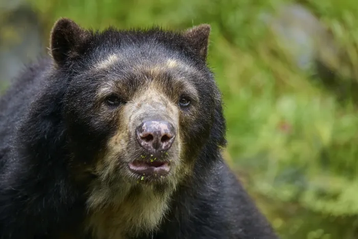 Framed Print : Spectacled bear (Tremarctos ornatus)