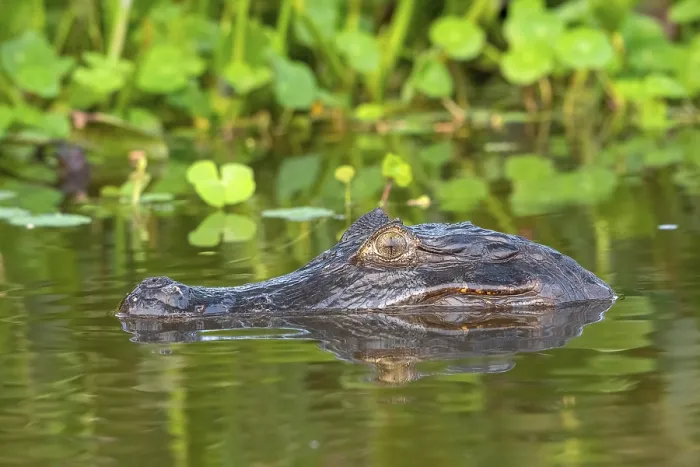 Framed Print : Spectacled caiman (Caiman crocodilus yacara)