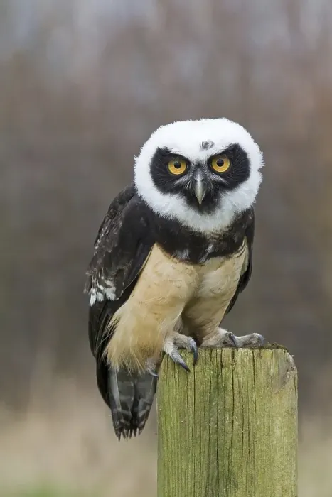 Framed Print : Spectacled Owl (Pulsatrix perspicillata) Framed Print : Spectacled Owl (Pulsatrix perspicillata)