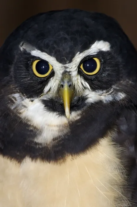 Framed Print : Spectacled Owl (Pulsatrix perspicillata)