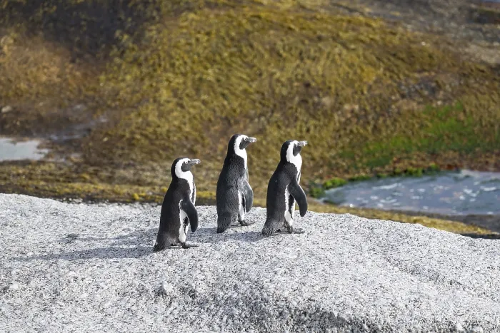 Framed Print : Three spectacled penguins (Spheniscus demersus) by the sea
