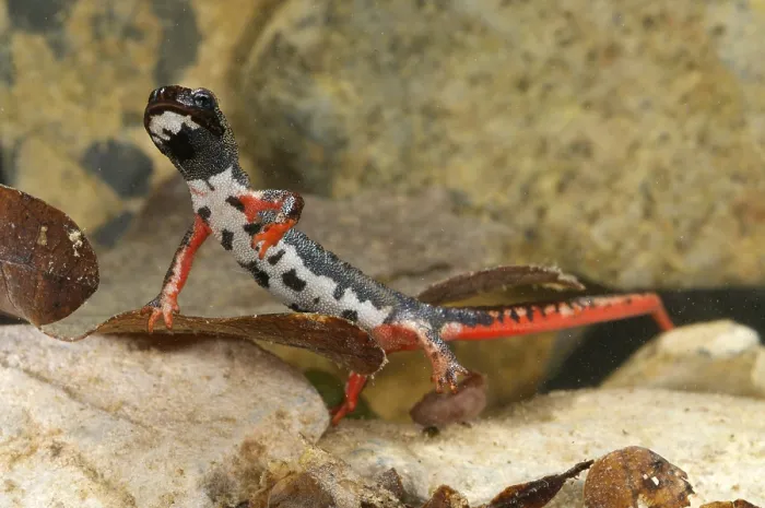 Framed Print : Spectacled salamander (Salamandrina perspicillata)