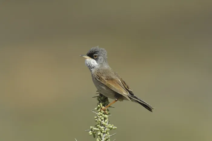Framed Print : Spectacled Warbler (Sylvia conspicillata) Framed Print : Spectacled Warbler (Sylvia conspicillata)