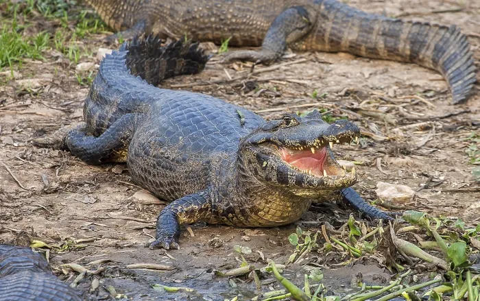Framed Print : Spectacular caiman (Caiman yacare)