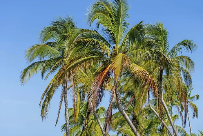 Framed Print : Spectacular Yucatan Vista: Azure and emerald waters blend as coconut trees sway in the Caribbean trade winds