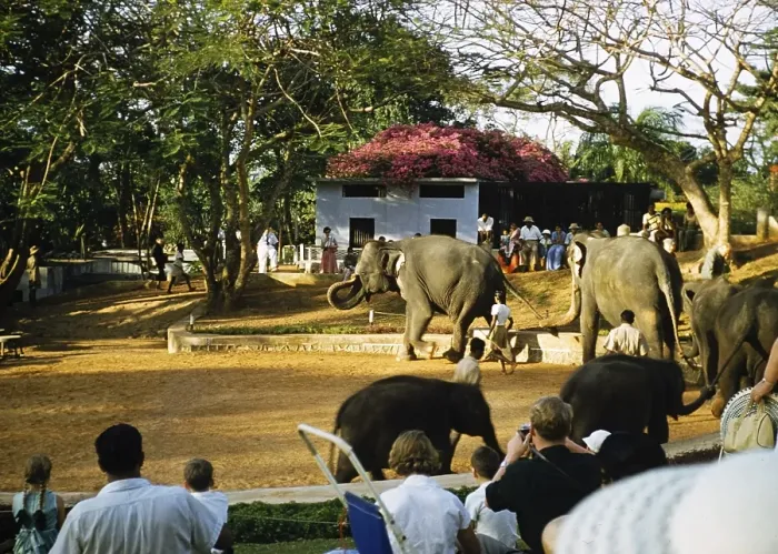 Framed Print : Spectators at an elephant show, Sri Lanka, Asia 1956, Asia Framed Print : Spectators at an elephant show, Sri Lanka, Asia 1956, Asia