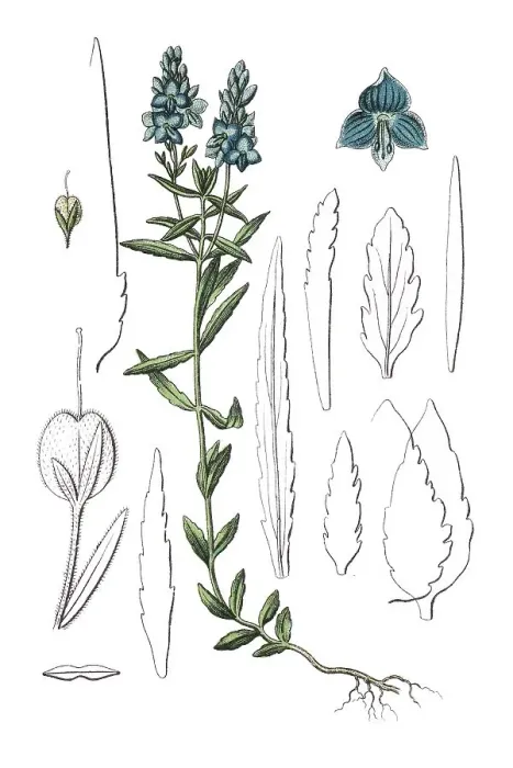 Framed Print : Speedwell (Veronica dubia dentata) Framed Print : Speedwell (Veronica dubia dentata)