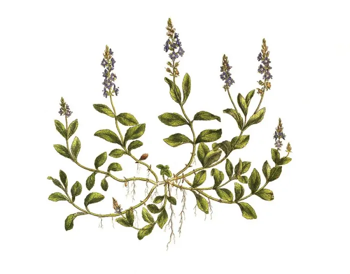 Framed Print : Speedwell, Veronica officinalis Framed Print : Speedwell, Veronica officinalis