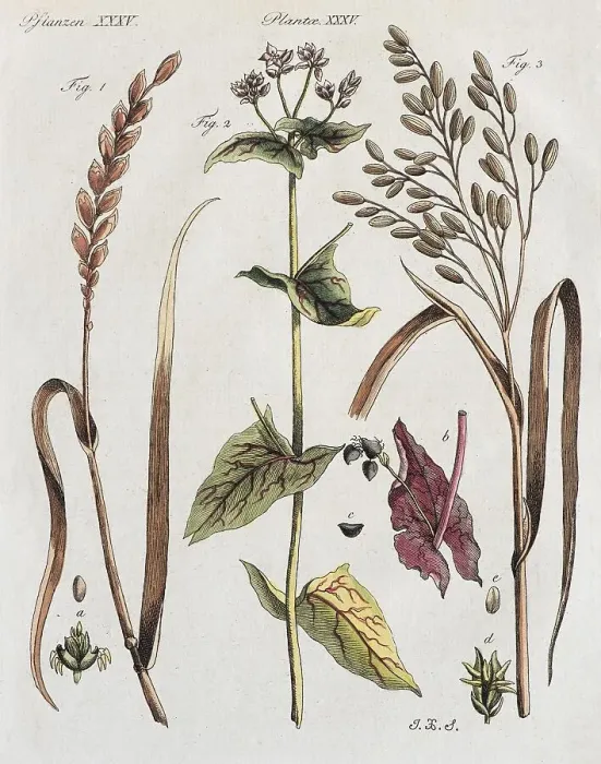 Framed Print : Spelt (Triticum aestivum), bookWheat (Fagopyrum) and rice (Oryza sativa)