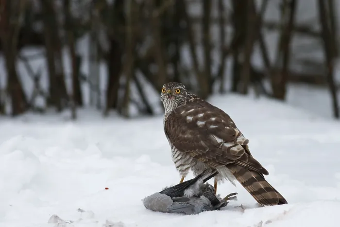 Framed Print : Sperber, Accipiter nisus, Eurasian sparrowhawk