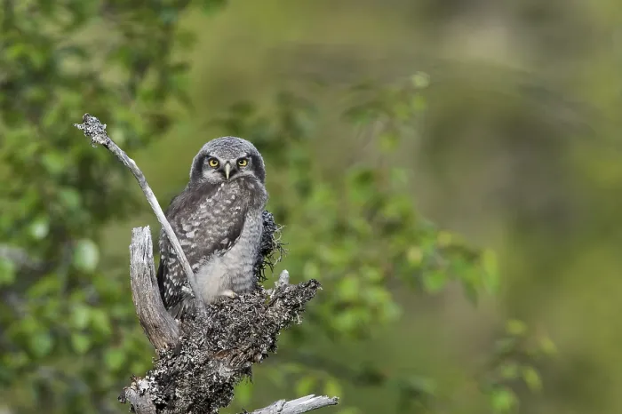 Framed Print : Sperbereule (Surnia ulula) Hawk Owl, juv