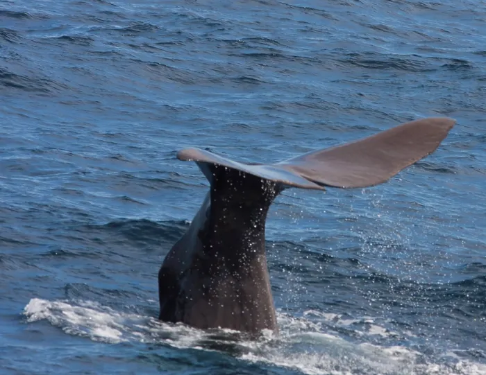 Framed Print : Sperm whale Framed Print : Sperm whale