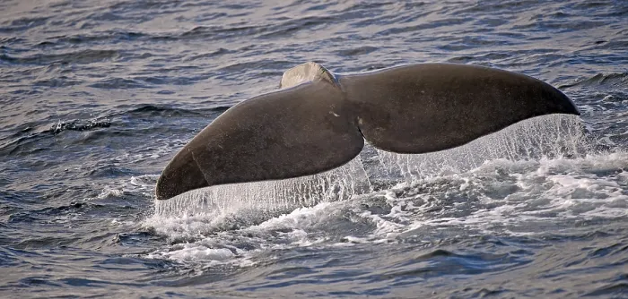 Framed Print : Sperm whale or cachalot (Physeter catadon) descending