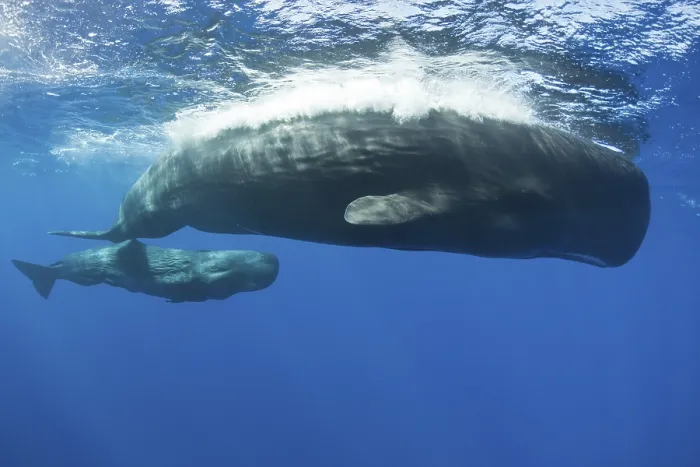 Framed Print : Sperm whale mother with calf, Physeter macrocephalus