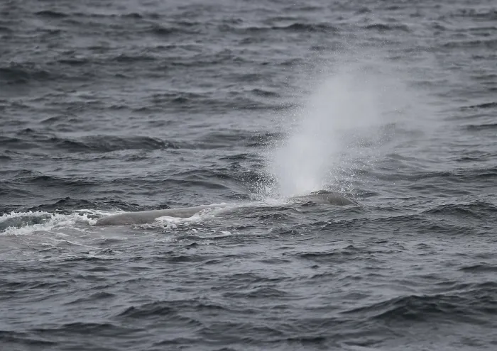 Framed Print : Sperm whale Physeter catodon appearing off the island of Vesteralen Framed Print : Sperm whale Physeter catodon appearing off the island of Vesteralen