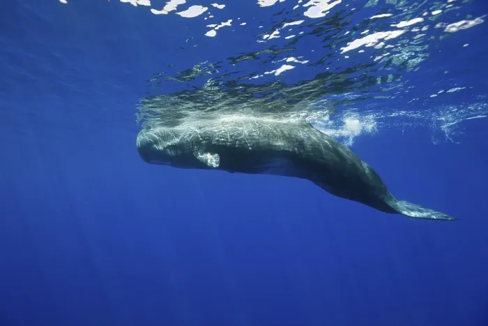 Framed Print : Sperm whale, Physeter catodon, Azores